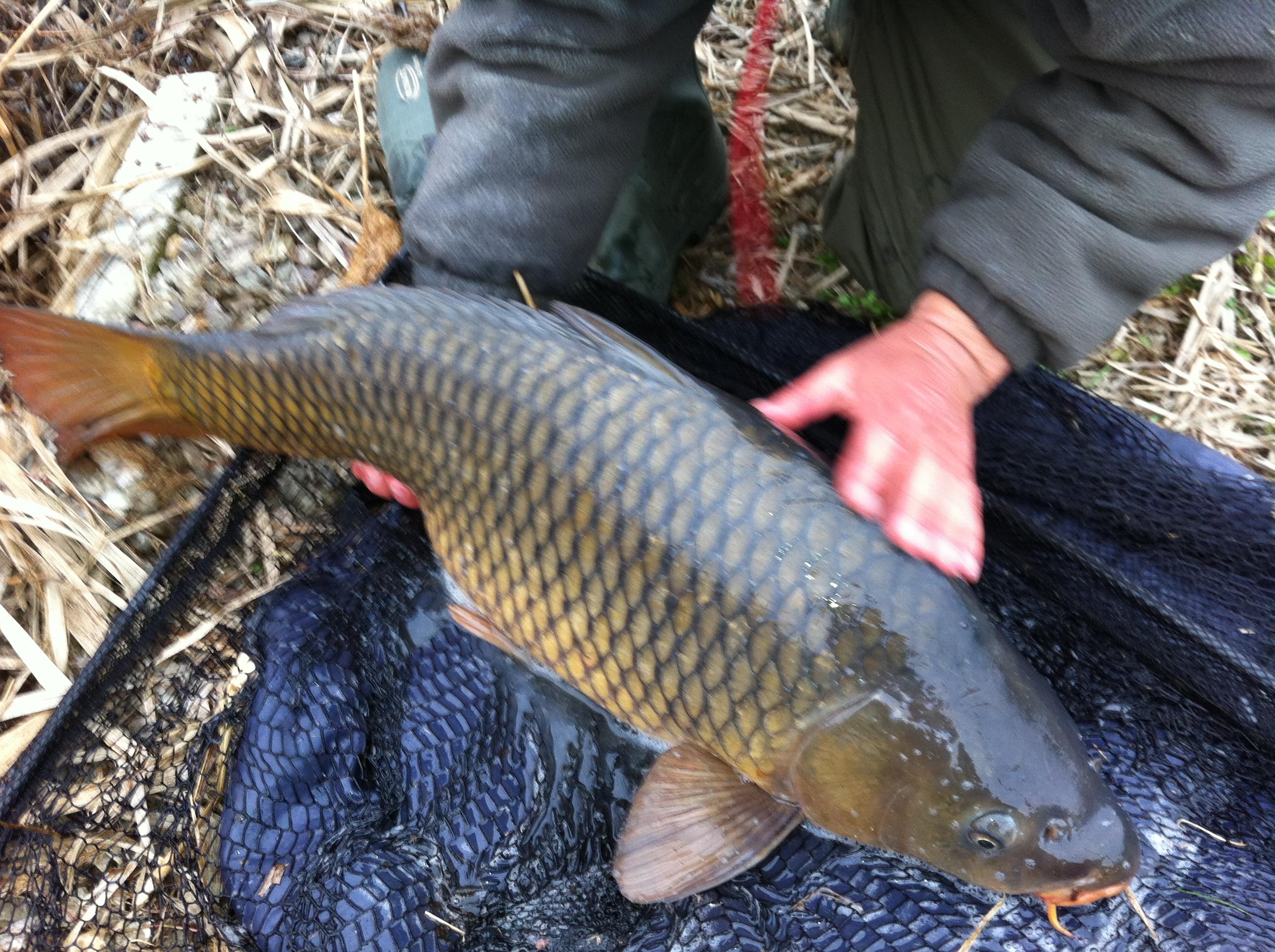 Tancabesti 2012 - aprilie 2012 018.JPG